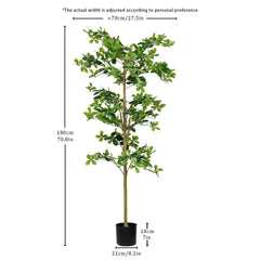 6FT Tall Artificial Polyscias Fruticosa Tree for Indoor Decor