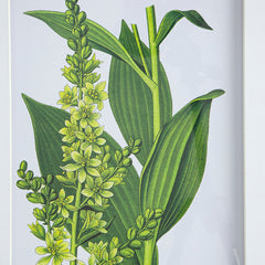 Verdure Elegance™ — Set of 4 Botanical Wall Art Prints