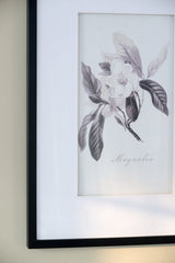Verdura Botanica: Four-Print Houseplant Pencil Art Set