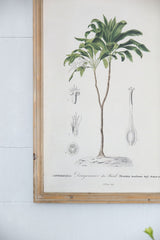 Tree Framed Print Set of 2 - Multicolor Botanical Wall Art