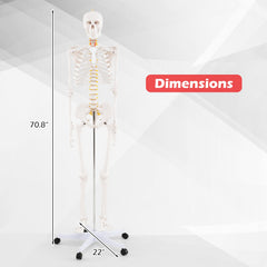 Life Size Human Skeleton Model for Anatomy Anatomical Skeleton with Nerves System