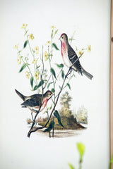 Set of 4 Bird Framed Prints