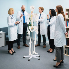Life Size Human Skeleton Model for Anatomy Anatomical Skeleton with Nerves System